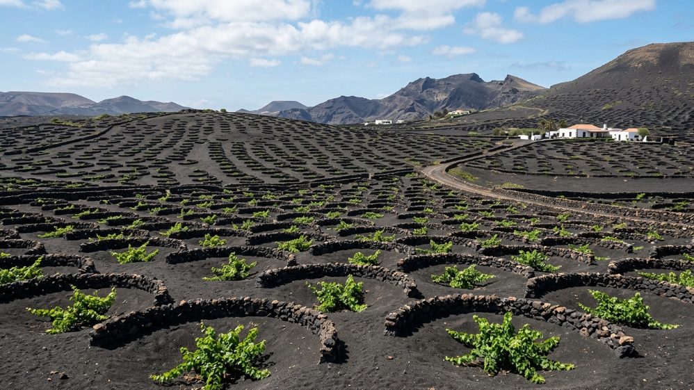 Vignobles dans des cratères de cendre volcanique à La Geria, Lanzarote